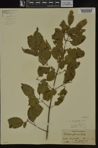 Cornus drummondii image