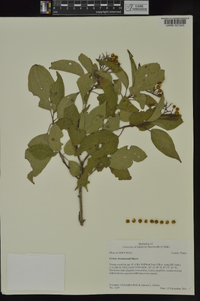 Cornus drummondii image