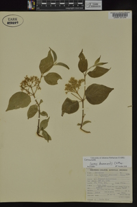 Cornus drummondii image