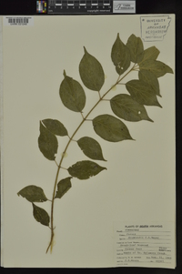 Cornus drummondii image