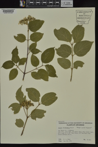 Cornus drummondii image