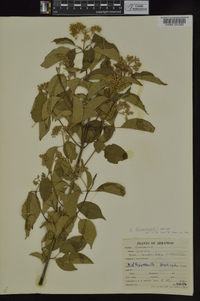 Cornus drummondii image