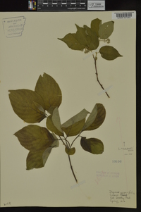 Cornus drummondii image