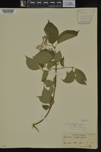 Cornus drummondii image