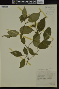 Cornus drummondii image