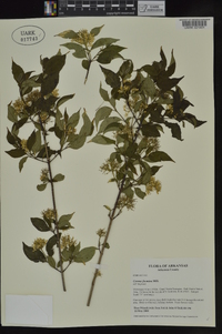 Cornus foemina image