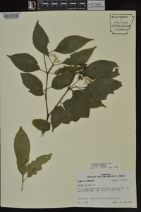 Cornus foemina image