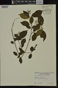 Cornus foemina image