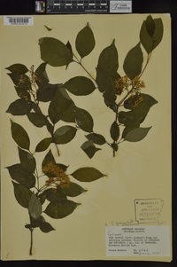 Cornus foemina image