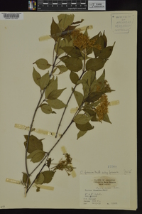 Cornus foemina image