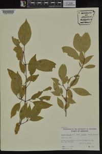 Cornus foemina image