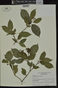 Cornus foemina image