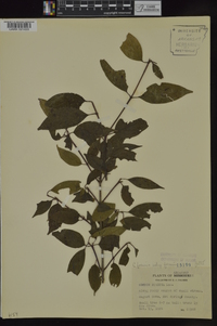 Cornus foemina image