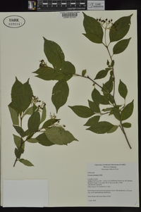 Cornus foemina image