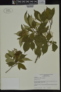 Cornus foemina image