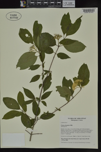 Cornus foemina image