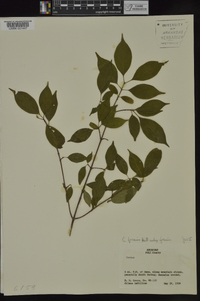 Cornus foemina image