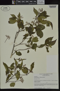 Cornus foemina image