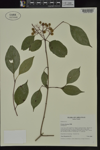 Cornus foemina image