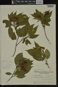 Cornus foemina image