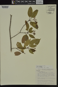 Cornus foemina image