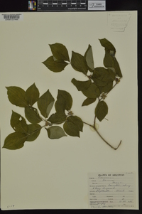 Cornus mas image