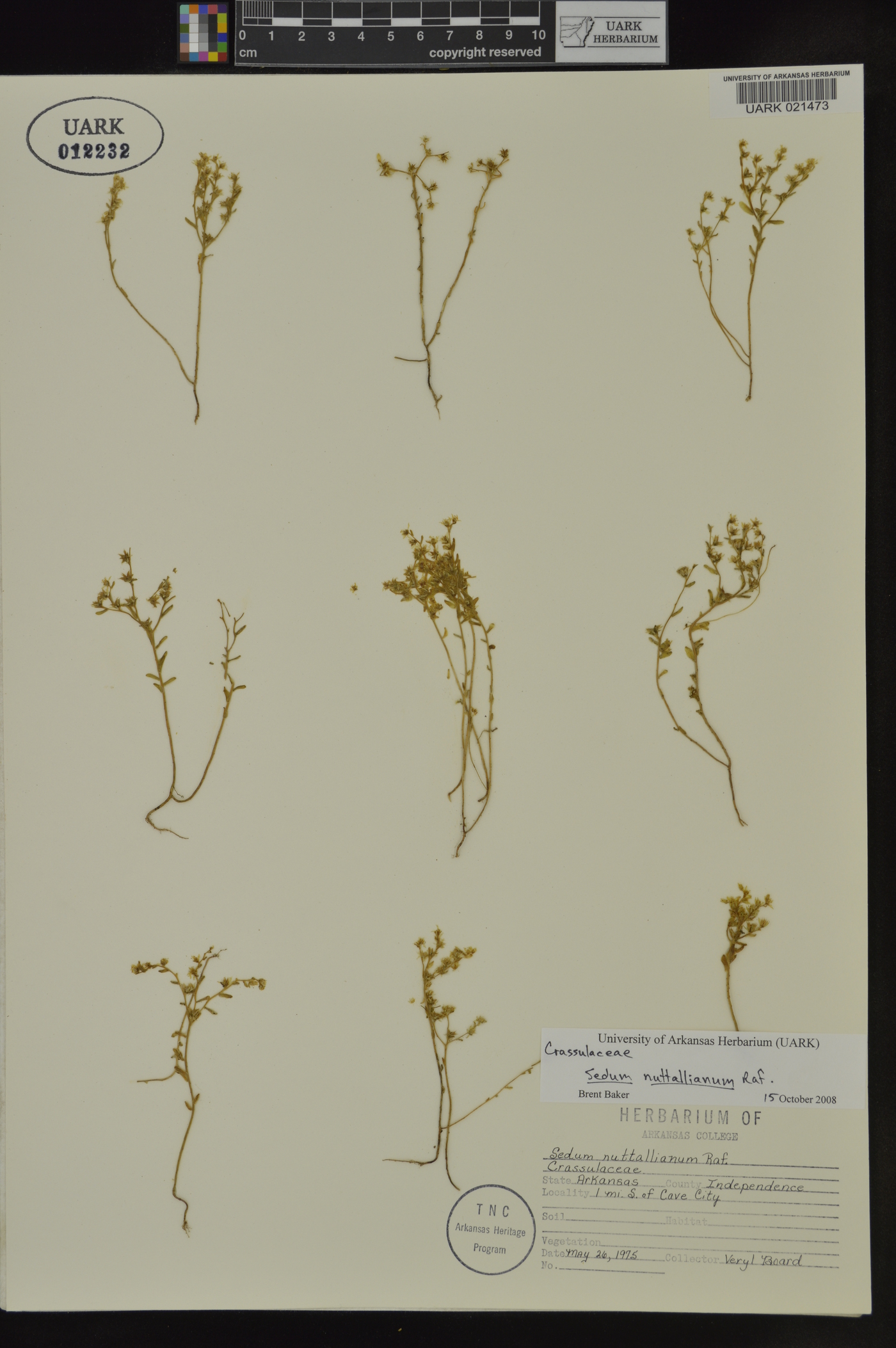 Sedum nuttalianum image