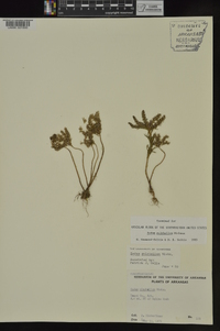 Sedum pulchellum image