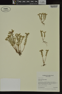 Sedum pulchellum image