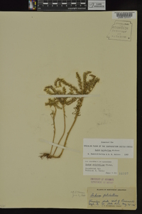 Sedum pulchellum image