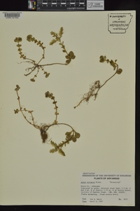 Sedum ternatum image