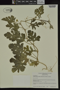 Citrullus lanatus var. lanatus image