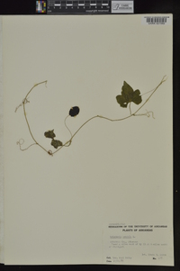 Melothria pendula image