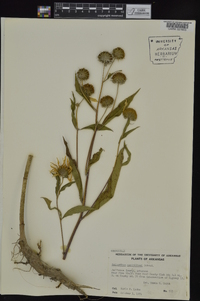 Helianthus maximiliani image