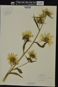 Helianthus maximiliani image