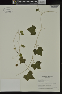 Melothria pendula var. pendula image