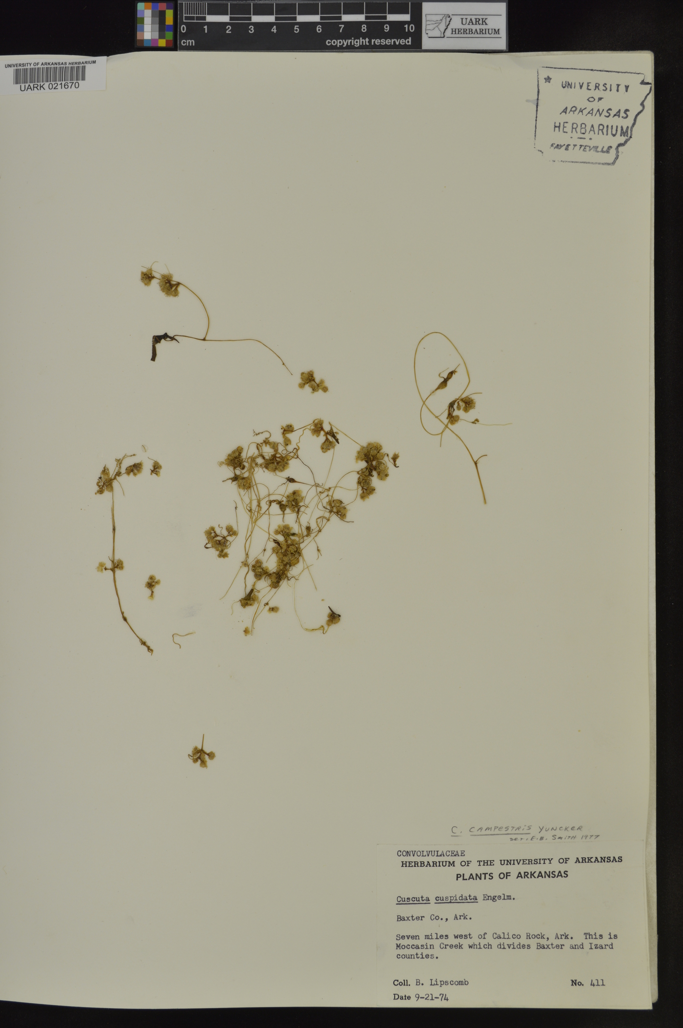 Cuscuta cuspidata image