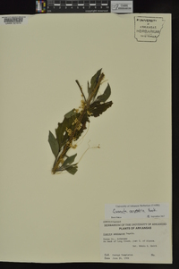 Cuscuta campestris image