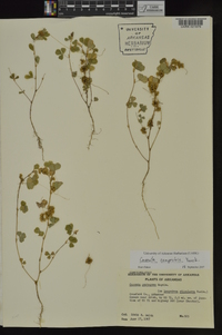 Cuscuta campestris image