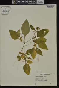 Cuscuta campestris image