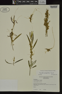 Cuscuta campestris image