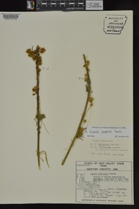 Cuscuta campestris image