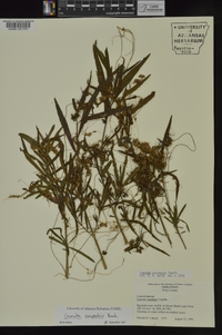 Cuscuta campestris image