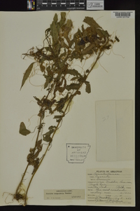 Cuscuta campestris image