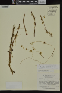 Cuscuta campestris image