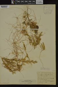 Cuscuta campestris image