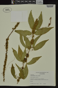 Cuscuta compacta image