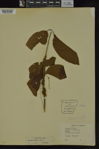 Cuscuta compacta image