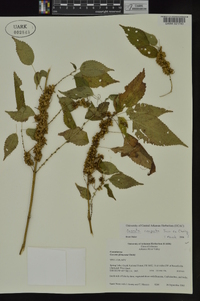 Cuscuta compacta image