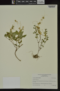 Cuscuta cuspidata image